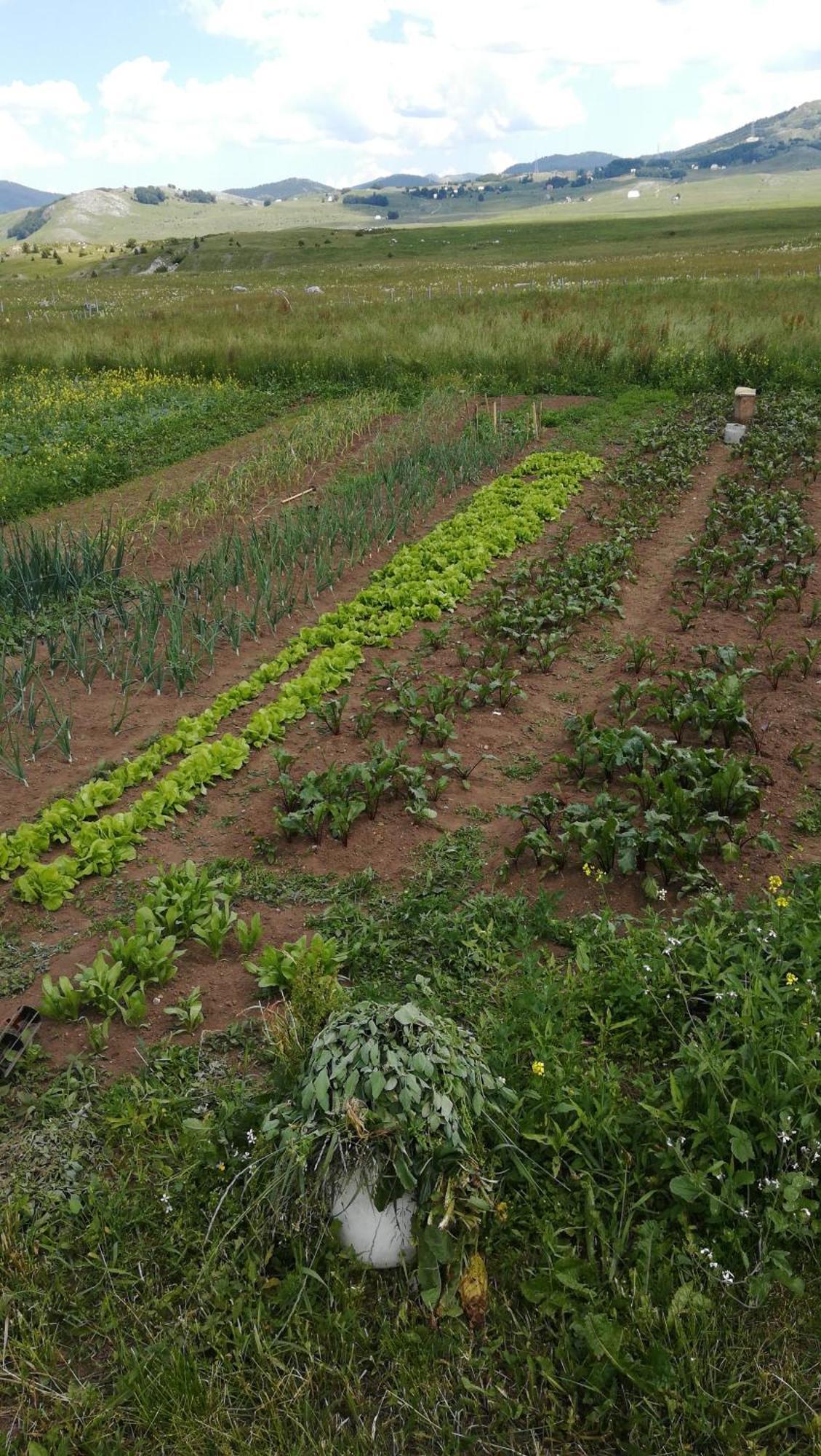 Organic Family Farm Hotel Žabljak Cameră foto